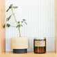 amber glass candle jar with gold lid next to tall jade plant
